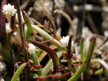 Fotografia da espécie Cuscuta planiflora