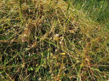 Fotografia da espécie Cuscuta planiflora