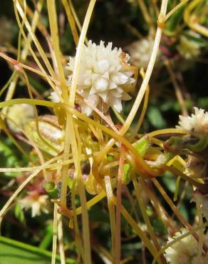 Fotografia 5 da espécie Cuscuta planiflora no Jardim Botânico UTAD