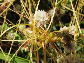 Fotografia da espécie Cuscuta planiflora