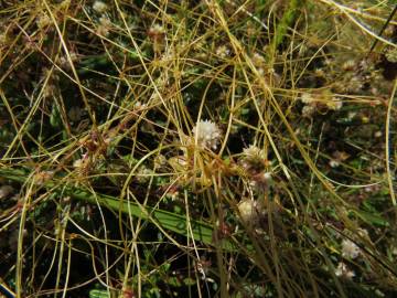 Fotografia da espécie Cuscuta planiflora