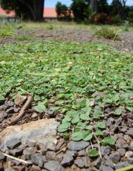 Dichondra micrantha