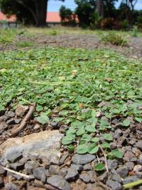 Fotografia da espécie Dichondra micrantha