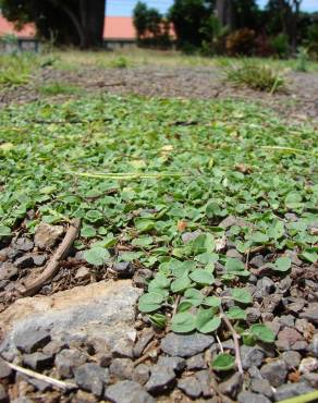 Fotografia 1 da espécie Dichondra micrantha no Jardim Botânico UTAD