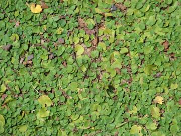 Fotografia da espécie Dichondra micrantha