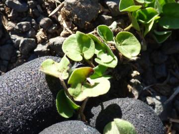 Fotografia da espécie Dichondra micrantha