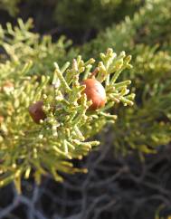 Juniperus turbinata