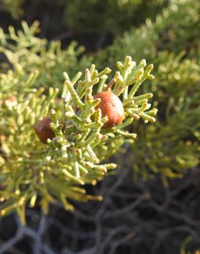 Fotografia 1 da espécie Juniperus turbinata no Jardim Botânico UTAD