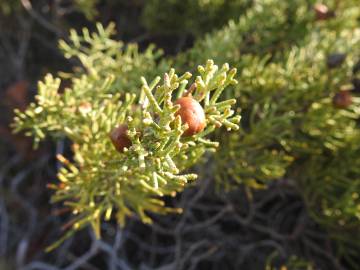 Fotografia da espécie Juniperus turbinata