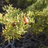 Fotografia 1 da espécie Juniperus turbinata do Jardim Botânico UTAD