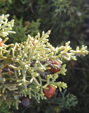 Fotografia 2 da espécie Juniperus turbinata no Jardim Botânico UTAD