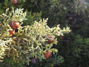 Fotografia da espécie Juniperus turbinata