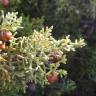 Fotografia 2 da espécie Juniperus turbinata do Jardim Botânico UTAD