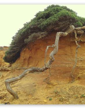 Fotografia 3 da espécie Juniperus turbinata no Jardim Botânico UTAD