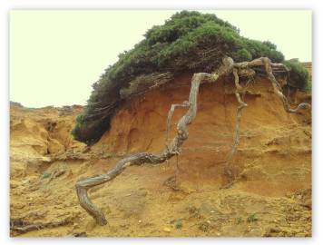 Fotografia da espécie Juniperus turbinata