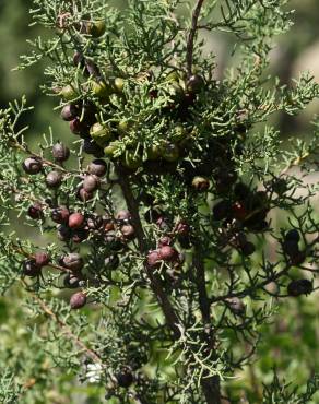 Fotografia 4 da espécie Juniperus turbinata no Jardim Botânico UTAD