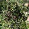 Fotografia 4 da espécie Juniperus turbinata do Jardim Botânico UTAD