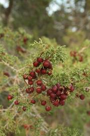 Fotografia da espécie Juniperus turbinata