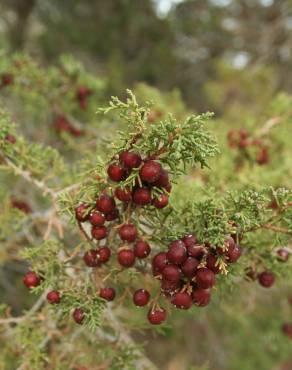 Fotografia 5 da espécie Juniperus turbinata no Jardim Botânico UTAD