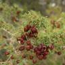 Fotografia 5 da espécie Juniperus turbinata do Jardim Botânico UTAD