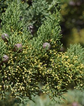 Fotografia 6 da espécie Juniperus turbinata no Jardim Botânico UTAD