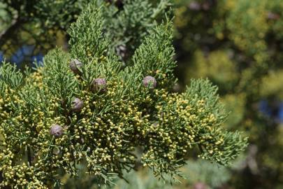 Fotografia da espécie Juniperus turbinata