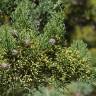 Fotografia 6 da espécie Juniperus turbinata do Jardim Botânico UTAD
