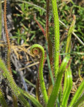 Fotografia 9 da espécie Drosophyllum lusitanicum no Jardim Botânico UTAD