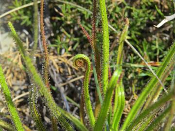 Fotografia da espécie Drosophyllum lusitanicum