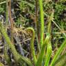 Fotografia 9 da espécie Drosophyllum lusitanicum do Jardim Botânico UTAD