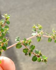 Fotografia da espécie Euphorbia serpens