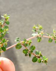 Euphorbia serpens