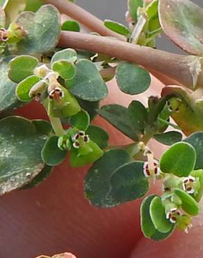 Fotografia 4 da espécie Euphorbia serpens no Jardim Botânico UTAD