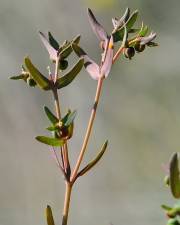 Fotografia da espécie Euphorbia sulcata