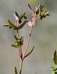 Euphorbia sulcata