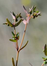 Fotografia da espécie Euphorbia sulcata