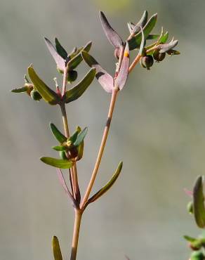 Fotografia 1 da espécie Euphorbia sulcata no Jardim Botânico UTAD