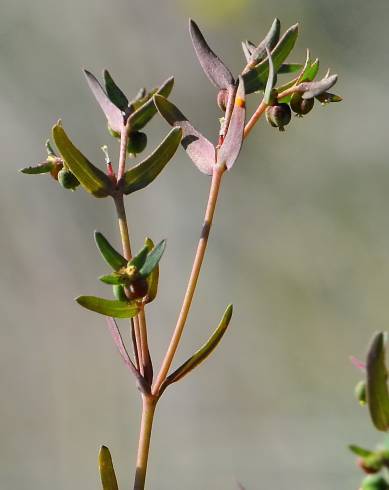 Fotografia de capa Euphorbia sulcata - do Jardim Botânico