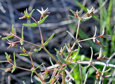 Fotografia da espécie Euphorbia sulcata