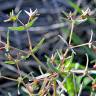 Fotografia 2 da espécie Euphorbia sulcata do Jardim Botânico UTAD