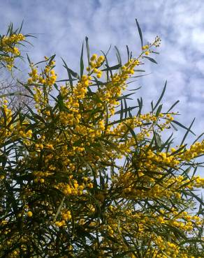 Fotografia 1 da espécie Acacia saligna no Jardim Botânico UTAD