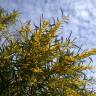 Fotografia 1 da espécie Acacia saligna do Jardim Botânico UTAD