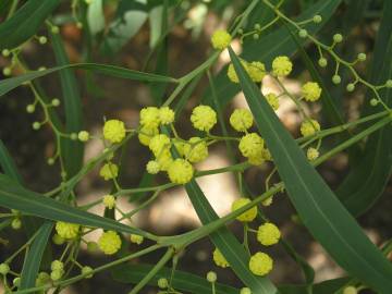 Fotografia da espécie Acacia saligna