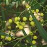 Fotografia 4 da espécie Acacia saligna do Jardim Botânico UTAD