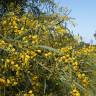 Fotografia 5 da espécie Acacia saligna do Jardim Botânico UTAD