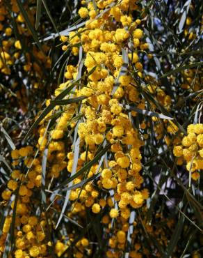 Fotografia 6 da espécie Acacia saligna no Jardim Botânico UTAD