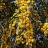 Fotografia 6 da espécie Acacia saligna do Jardim Botânico UTAD