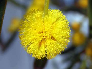 Fotografia da espécie Acacia saligna