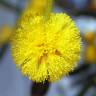 Fotografia 8 da espécie Acacia saligna do Jardim Botânico UTAD