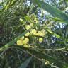 Fotografia 9 da espécie Acacia saligna do Jardim Botânico UTAD